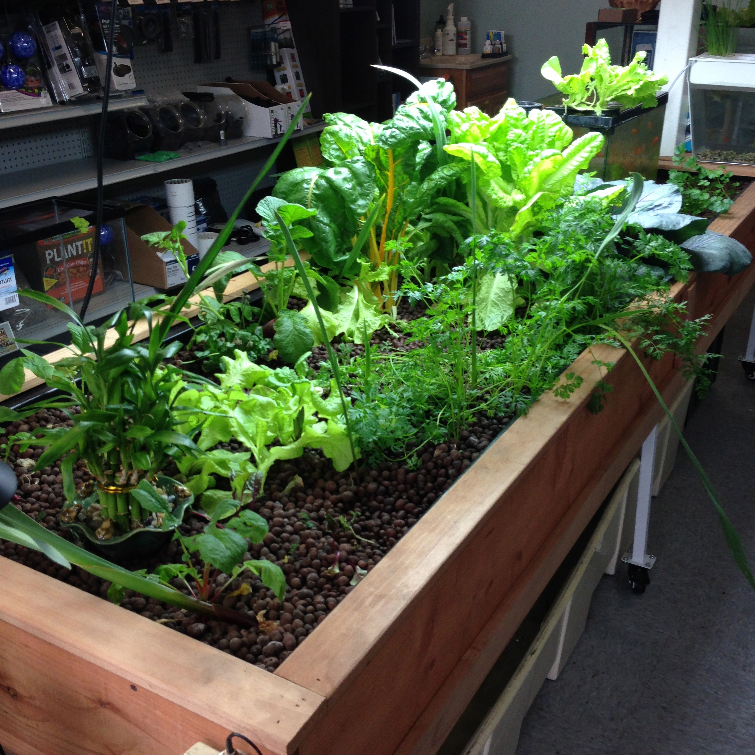 Aquaponics | A Girl and A Garden